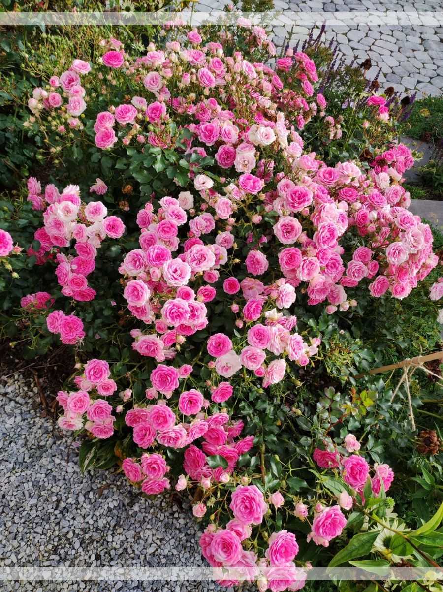 Amica róże okrywowe